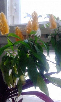 Наши цветы 2 - IMG_20160526_095525.jpg