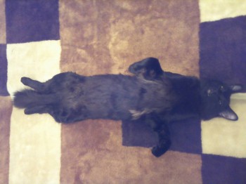 Любимая кошатинка  - IMG_20160425_214409.jpg