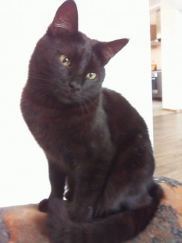 Любимая кошатинка  - IMG_20160601_132629.jpg