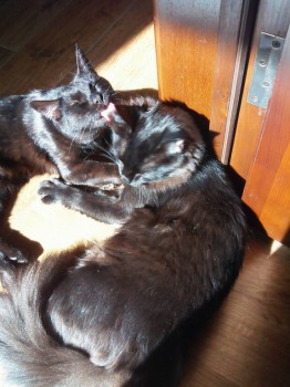 Любимая кошатинка  - IMG_20160503_083920.jpg