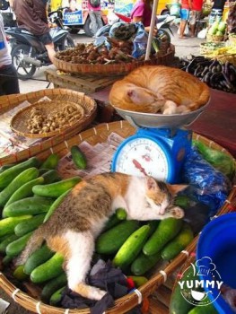 Любимая кошатинка  - zD5TA00jYKw.jpg