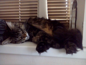 Любимая кошатинка  - 1wA8kXVpOZ8.jpg