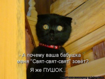 Любимая кошатинка  - iEB6YuDZuwE.jpg