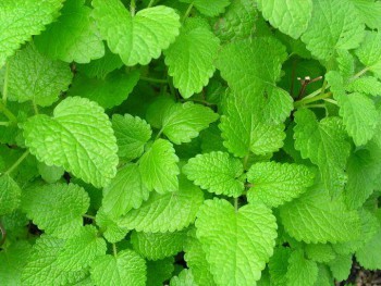 Пряные травы на подоконнике и на участке. Многолетние и однолетние. - zk-035_1.jpg