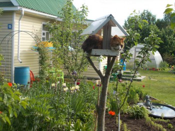 Любимая кошатинка  - eA2ZIoVmRVM.jpg