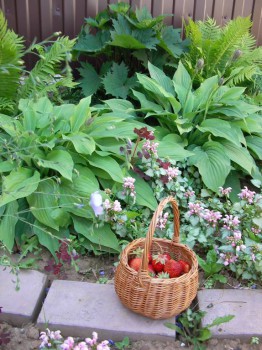 Наша дача - SANY0619.JPG