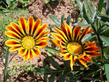 Наша дача - SANY0620.JPG