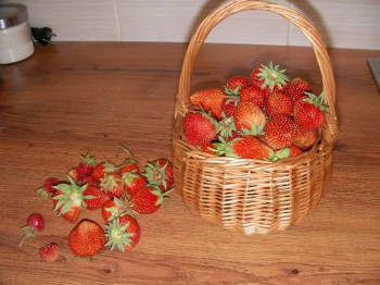 Наша дача - SANY0621.JPG