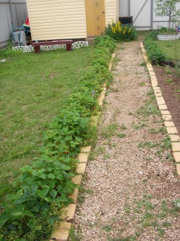 Наша дача - SANY0623.JPG