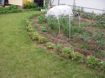 Наша дача - SANY0622.JPG