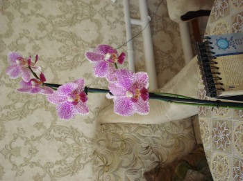 Орхидеи. - Изображение 236.jpg