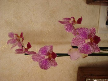 Орхидеи. - Изображение 235.jpg