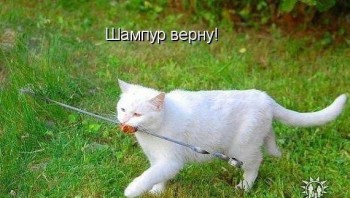 Любимая кошатинка  - DR-TWT3Sdrc.jpg