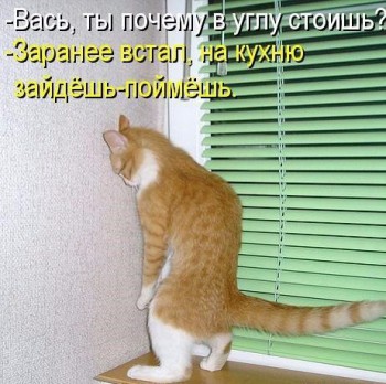 Любимая кошатинка  - 69uxvMl3CUk.jpg