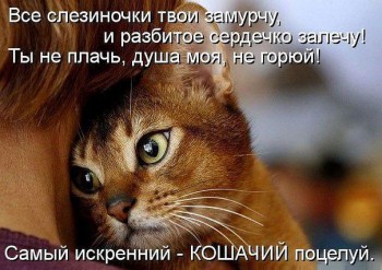 Если животное заболело - что делать? - lki61YrxaS4.jpg