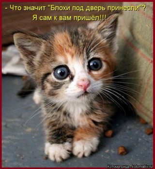 Любимая кошатинка  - B9BBPAj6mEY.jpg