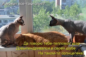 Любимая кошатинка  - JOJgA9WFa_8.jpg