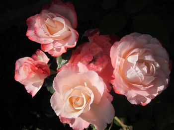 Наши цветы 2 - IMG_5099.JPG