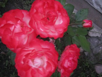 Та же самая розочка, что и на предыдущем фото, но через несколько дней