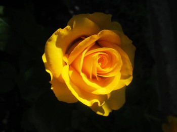 Наши цветы 2 - IMG_5104.JPG