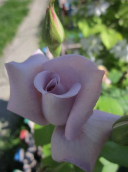 Наши цветы 2 - IMG_5105.JPG