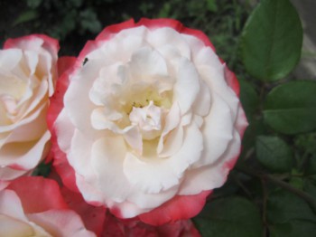 Наши цветы 2 - IMG_5120.JPG