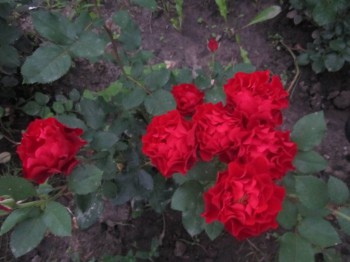 Наши цветы 2 - IMG_5131.JPG