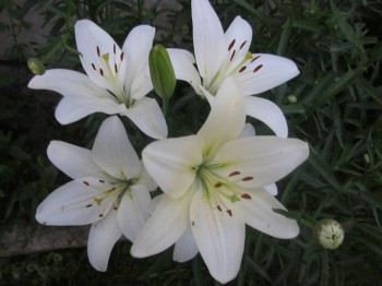 Наши цветы 2 - IMG_5121.JPG