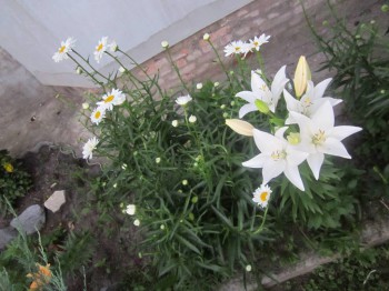 Наши цветы 2 - IMG_5124.JPG