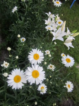 Наши цветы 2 - IMG_5127.JPG