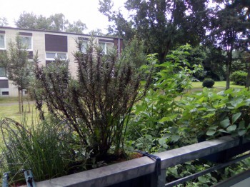 Пряные травы на подоконнике и на участке. Многолетние и однолетние. - IMG_20160629_085555.jpg