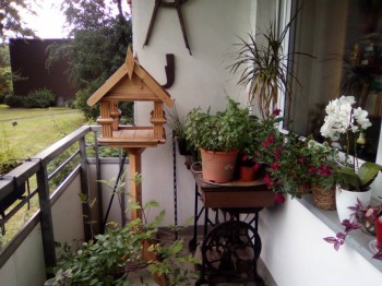 Пряные травы на подоконнике и на участке. Многолетние и однолетние. - IMG_20160629_085539.jpg