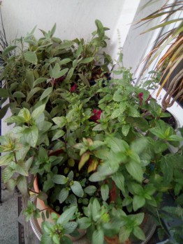 Пряные травы на подоконнике и на участке. Многолетние и однолетние. - IMG_20160629_085419.jpg