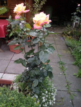 Наши цветы 2 - IMG_20160628_190206.jpg