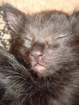 Любимая кошатинка  - DSC05859.JPG