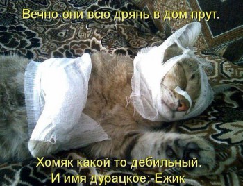 Любимая кошатинка  - Fk6rOZEtVEo.jpg