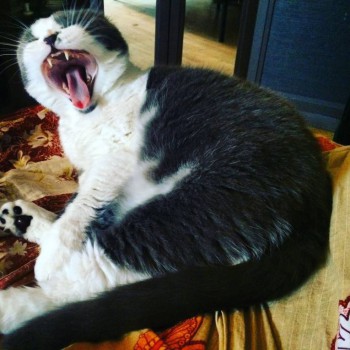 Любимая кошатинка  - image.jpeg