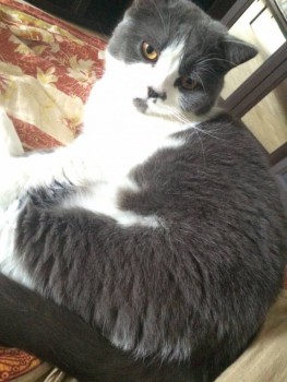 Любимая кошатинка  - image.jpeg