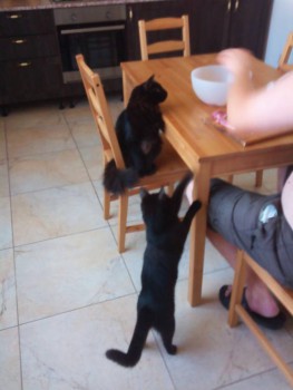 Разделка индейки вожаком стаи)))