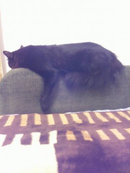 "Спят усталые игрушки..."