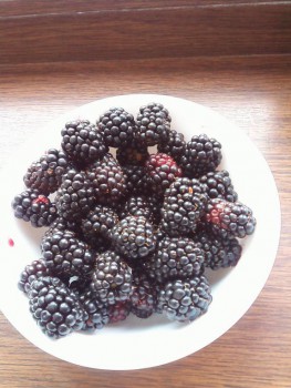 Наша дача - IMG_20160630_123332.jpg