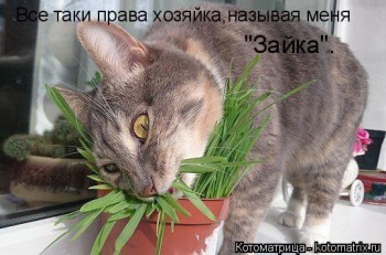 Любимая кошатинка  - kotomatritsa_7.jpg