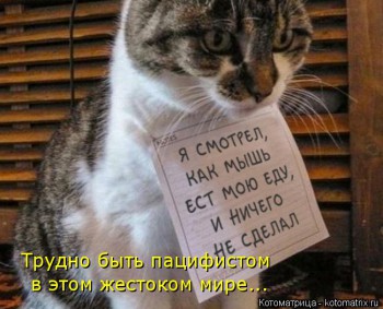 Любимая кошатинка  - kotomatritsa_Z.jpg