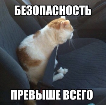 Любимая кошатинка  - twDowcsbwjs.jpg