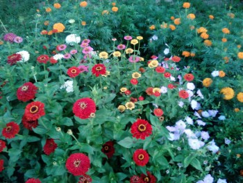 Наша дача - IMG_20160731_203007.jpg