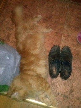 Любимая кошатинка  - CAM08802.jpg