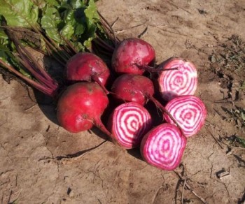 Кухонные разговоры флудим ТУТ -4 - thumb_600x450_510576420.jpg