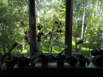 Орхидеи. - DSCN6724.JPG