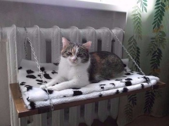 Любимая кошатинка  - oHlEDbhzlgg.jpg