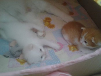 Любимая кошатинка  - 0mE7M58z3tw.jpg